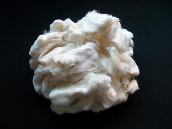 Cotton Fibre